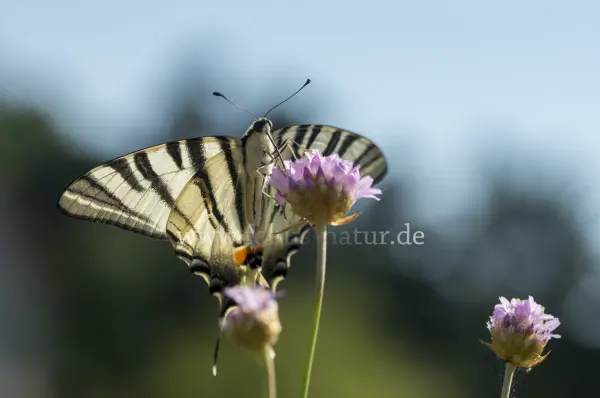 Fokus-Natur Bild
