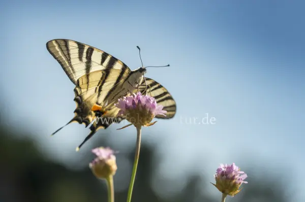 Fokus-Natur Bild