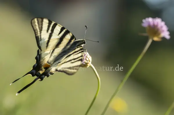 Fokus-Natur Bild