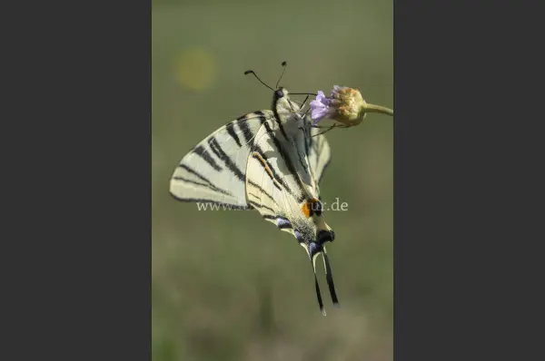 Fokus-Natur Bild