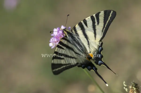 Fokus-Natur Bild