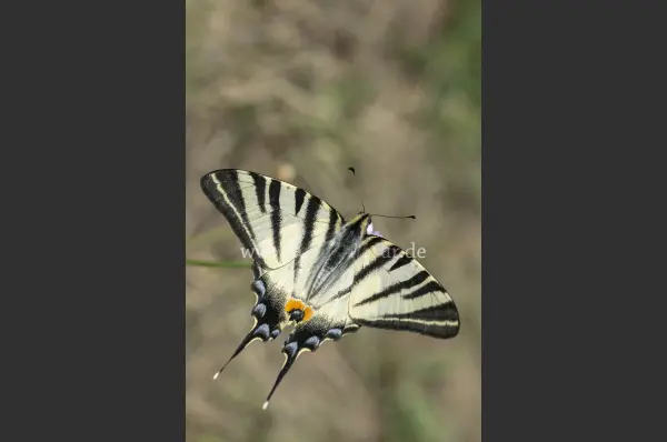 Fokus-Natur Bild