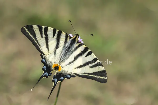 Fokus-Natur Bild