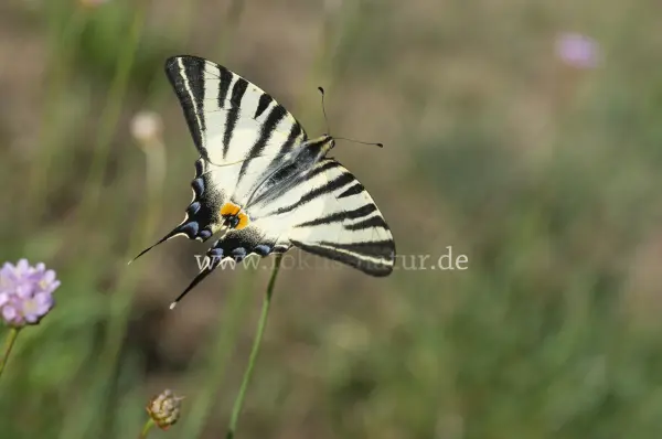 Fokus-Natur Bild