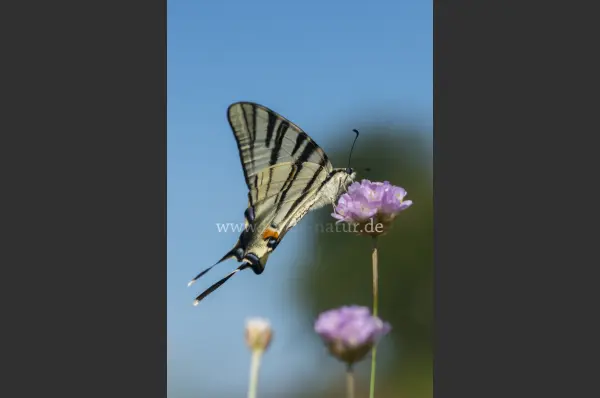 Fokus-Natur Bild