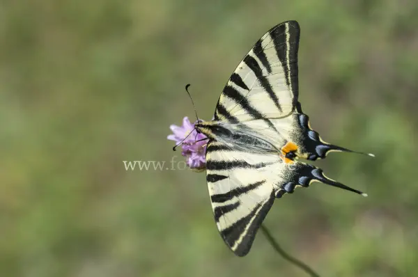 Fokus-Natur Bild