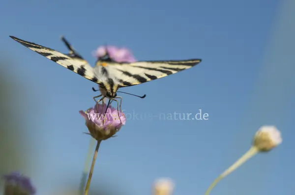 Fokus-Natur Bild