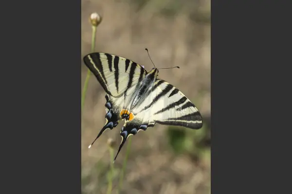 Fokus-Natur Bild