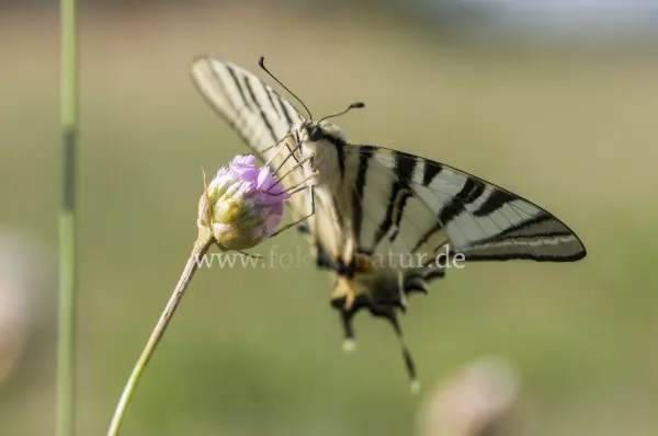 Fokus-Natur Bild