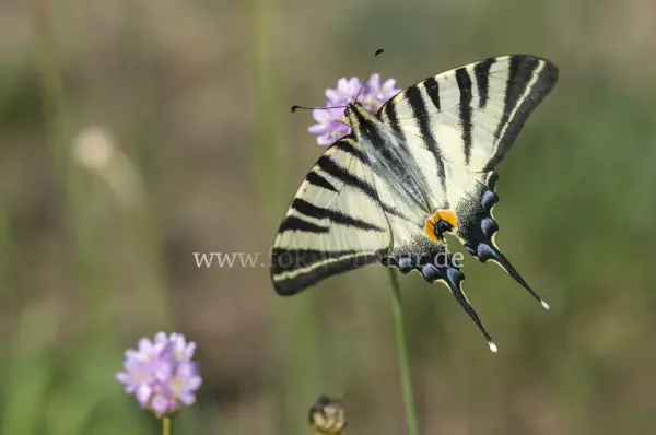 Fokus-Natur Bild