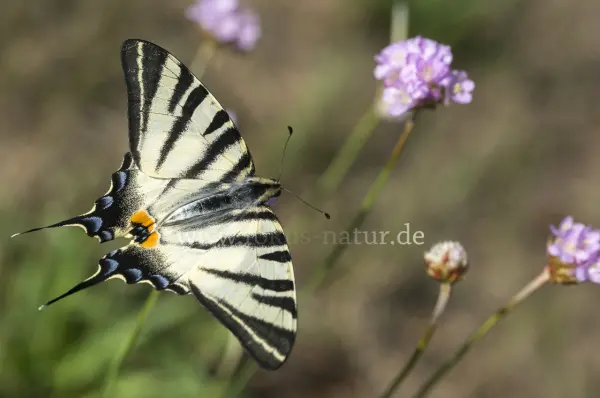 Fokus-Natur Bild