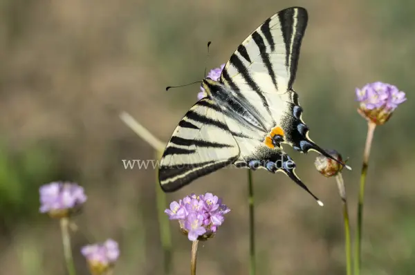 Fokus-Natur Bild