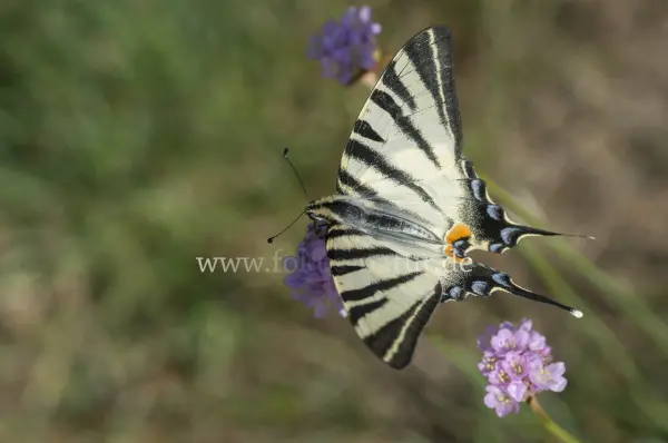 Fokus-Natur Bild