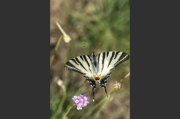 Fokus-Natur Bild