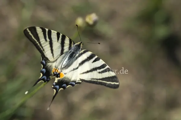 Fokus-Natur Bild
