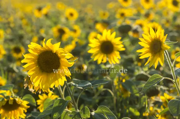 Fokus-Natur Bild