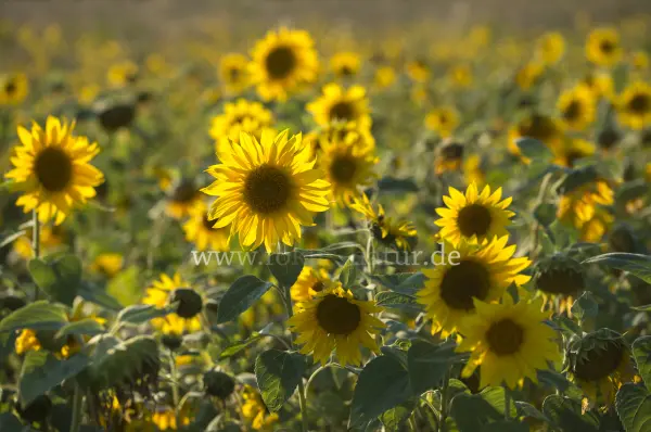 Fokus-Natur Bild