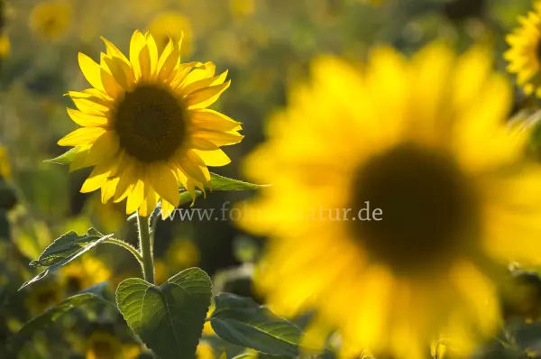 Fokus-Natur Bild