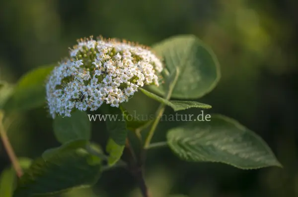Fokus-Natur Bild