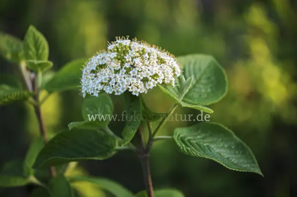 Fokus-Natur Bild