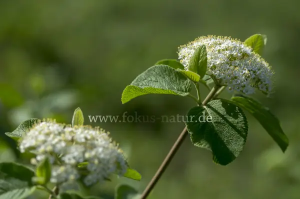 Fokus-Natur Bild