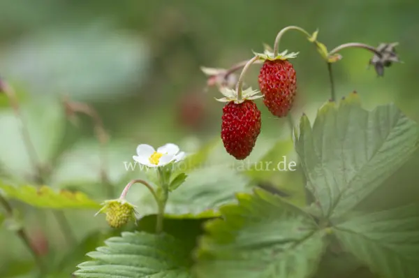 Fokus-Natur Bild
