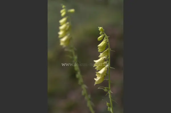 Fokus-Natur Bild
