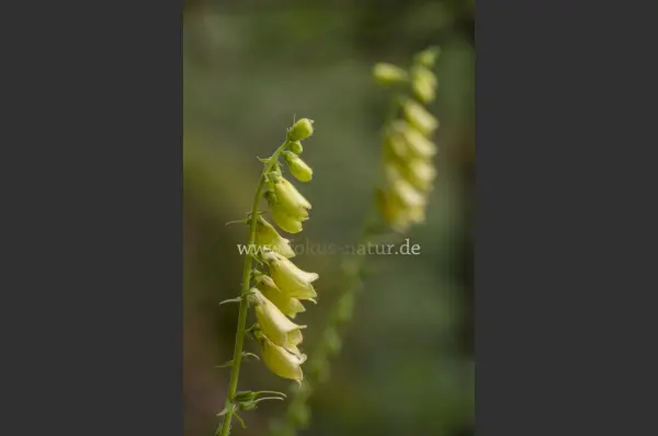 Fokus-Natur Bild