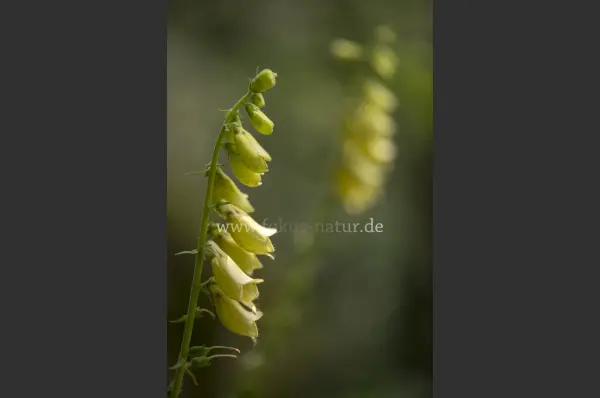 Fokus-Natur Bild