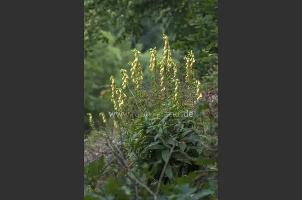Fokus-Natur Bild