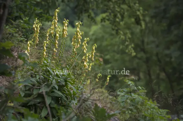 Fokus-Natur Bild