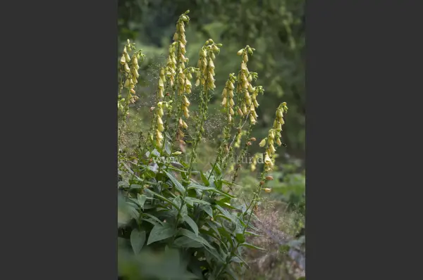 Fokus-Natur Bild