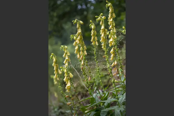 Fokus-Natur Bild