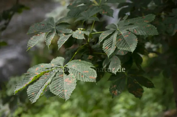 Fokus-Natur Bild