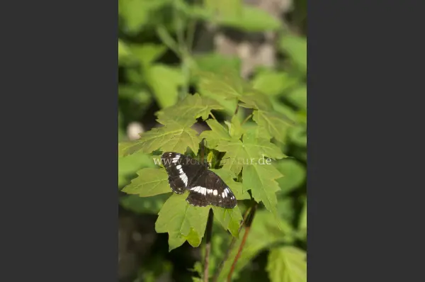 Fokus-Natur Bild