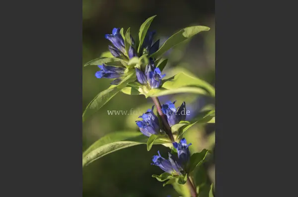 Fokus-Natur Bild