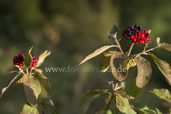 Fokus-Natur Bild