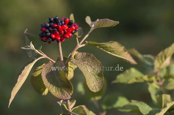 Fokus-Natur Bild