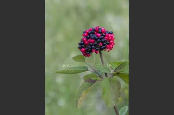 Fokus-Natur Bild