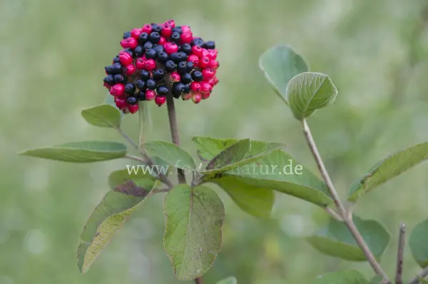 Fokus-Natur Bild