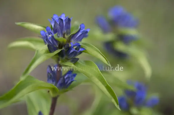 Fokus-Natur Bild