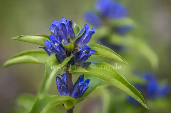 Fokus-Natur Bild