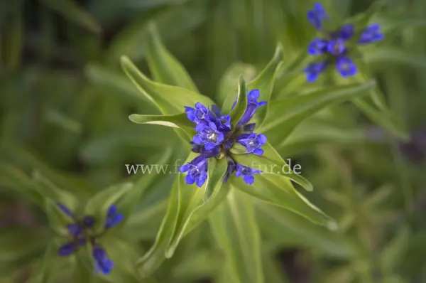 Fokus-Natur Bild