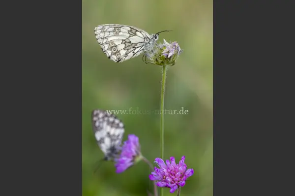 Fokus-Natur Bild