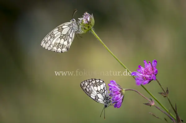 Fokus-Natur Bild