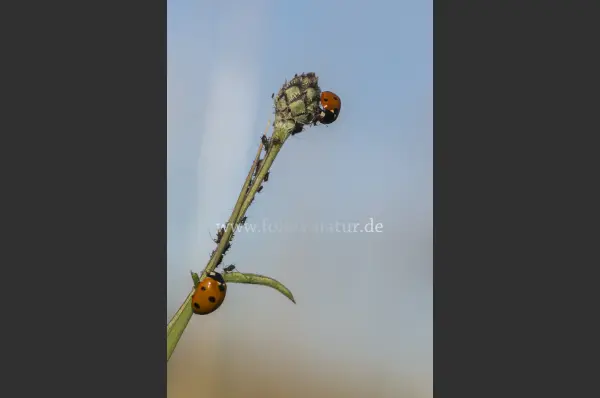 Fokus-Natur Bild