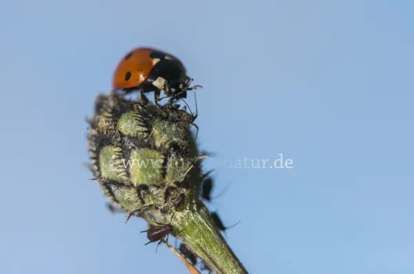 Fokus-Natur Bild