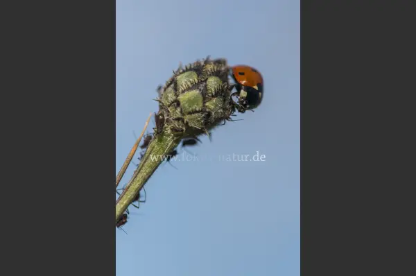 Fokus-Natur Bild