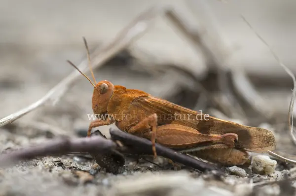 Fokus-Natur Bild
