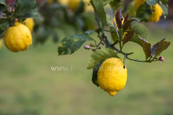 Fokus-Natur Bild